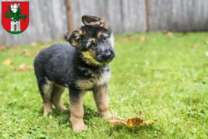 Mehr über den Artikel erfahren Schäferhund Züchter und Welpen in Klagenfurt