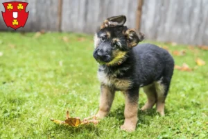 Mehr über den Artikel erfahren Schäferhund Züchter und Welpen in Kleve