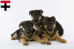 Mehr über den Artikel erfahren Schäferhund Züchter und Welpen in Konstanz