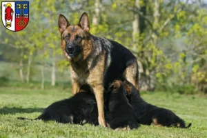 Mehr über den Artikel erfahren Schäferhund Züchter und Welpen in Krefeld