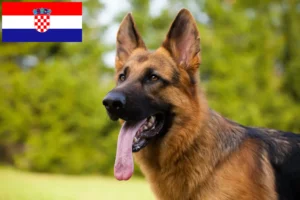 Mehr über den Artikel erfahren Schäferhund Züchter und Welpen in Kroatien