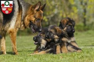 Mehr über den Artikel erfahren Schäferhund Züchter und Welpen in Kronach