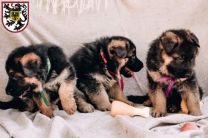 Mehr über den Artikel erfahren Schäferhund Züchter und Welpen in Landau in der Pfalz