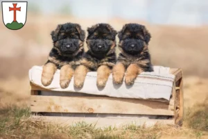 Mehr über den Artikel erfahren Schäferhund Züchter und Welpen in Landsberg am Lech