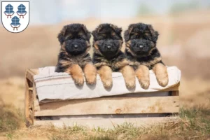 Mehr über den Artikel erfahren Schäferhund Züchter und Welpen in Landshut