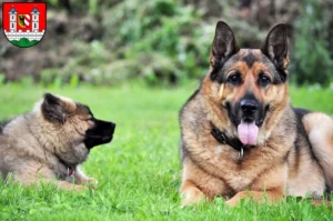 Mehr über den Artikel erfahren Schäferhund Züchter und Welpen in Lauf an der Pegnitz