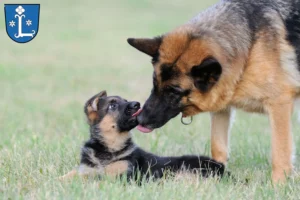 Mehr über den Artikel erfahren Schäferhund Züchter und Welpen in Leer (Ostfriesland)