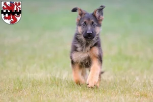 Mehr über den Artikel erfahren Schäferhund Züchter und Welpen in Leverkusen