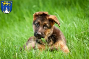 Mehr über den Artikel erfahren Schäferhund Züchter und Welpen in Lichtenfels (Oberfranken)