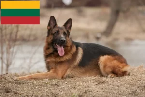 Mehr über den Artikel erfahren Schäferhund Züchter und Welpen in Litauen
