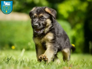 Mehr über den Artikel erfahren Schäferhund Züchter und Welpen in Luckenwalde