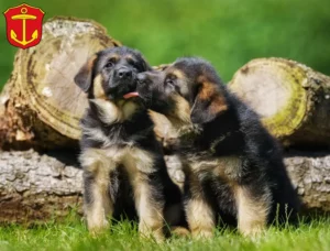 Mehr über den Artikel erfahren Schäferhund Züchter und Welpen in Ludwigshafen