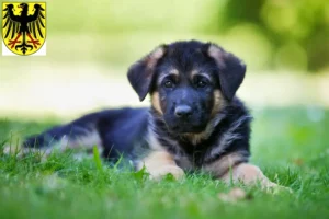 Mehr über den Artikel erfahren Schäferhund Züchter und Welpen in Lübben (Spreewald)