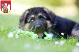 Mehr über den Artikel erfahren Schäferhund Züchter und Welpen in Lüneburg