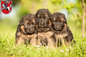 Mehr über den Artikel erfahren Schäferhund Züchter und Welpen in Marburg