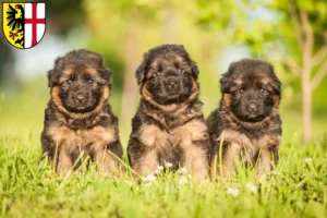Mehr über den Artikel erfahren Schäferhund Züchter und Welpen in Memmingen