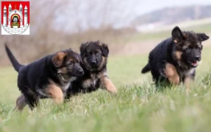 Mehr über den Artikel erfahren Schäferhund Züchter und Welpen in Merseburg