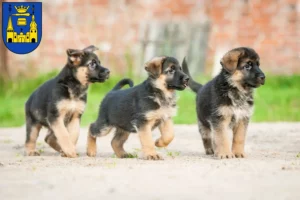 Mehr über den Artikel erfahren Schäferhund Züchter und Welpen in Mettmann