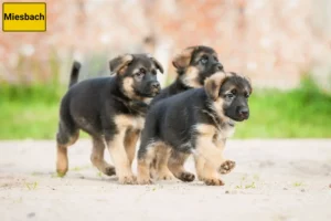 Mehr über den Artikel erfahren Schäferhund Züchter und Welpen in Miesbach