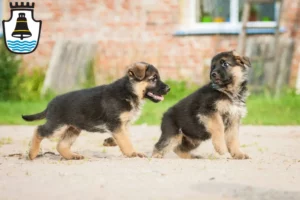 Mehr über den Artikel erfahren Schäferhund Züchter und Welpen in Mindelheim