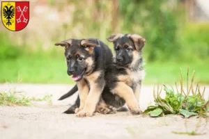 Mehr über den Artikel erfahren Schäferhund Züchter und Welpen in Minden