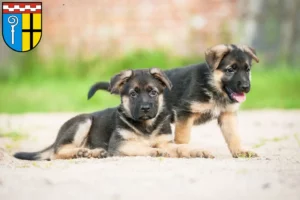 Mehr über den Artikel erfahren Schäferhund Züchter und Welpen in Mönchengladbach