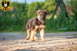 Mehr über den Artikel erfahren Schäferhund Züchter und Welpen in Mosbach