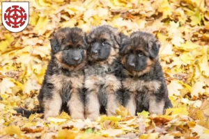 Mehr über den Artikel erfahren Schäferhund Züchter und Welpen in Mühldorf am Inn