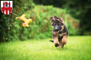 Mehr über den Artikel erfahren Schäferhund Züchter und Welpen in Neubrandenburg