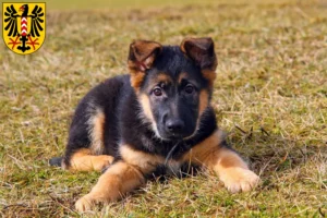 Mehr über den Artikel erfahren Schäferhund Züchter und Welpen in Neuenburg