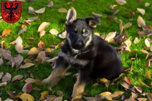 Mehr über den Artikel erfahren Schäferhund Züchter und Welpen in Neumarkt in der Oberpfalz