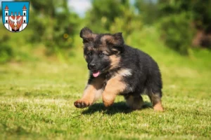 Mehr über den Artikel erfahren Schäferhund Züchter und Welpen in Neuruppin