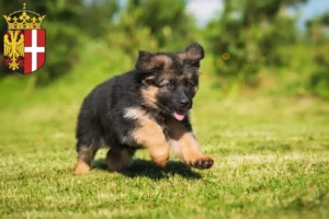 Mehr über den Artikel erfahren Schäferhund Züchter und Welpen in Neuss