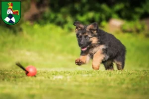 Mehr über den Artikel erfahren Schäferhund Züchter und Welpen in Neustadt an der Aisch