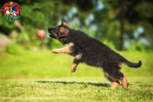 Mehr über den Artikel erfahren Schäferhund Züchter und Welpen in Neustadt an der Waldnaab
