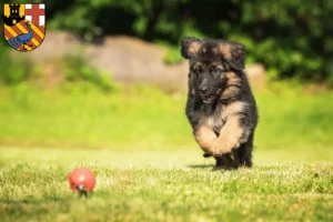 Mehr über den Artikel erfahren Schäferhund Züchter und Welpen in Neuwied
