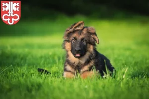 Mehr über den Artikel erfahren Schäferhund Züchter und Welpen in Nidwalden