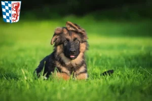 Mehr über den Artikel erfahren Schäferhund Züchter und Welpen in Niederbayern