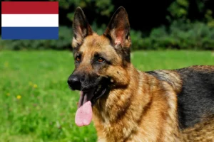 Mehr über den Artikel erfahren Schäferhund Züchter und Welpen in den Niederlanden