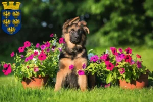 Mehr über den Artikel erfahren Schäferhund Züchter und Welpen in Niederösterreich