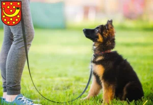 Mehr über den Artikel erfahren Schäferhund Züchter und Welpen in Nordhorn
