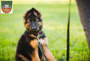Mehr über den Artikel erfahren Schäferhund Züchter und Welpen in Northeim
