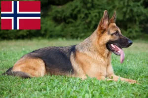 Mehr über den Artikel erfahren Schäferhund Züchter und Welpen in Norwegen