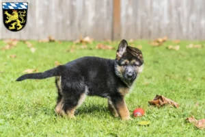 Mehr über den Artikel erfahren Schäferhund Züchter und Welpen in Oberbayern