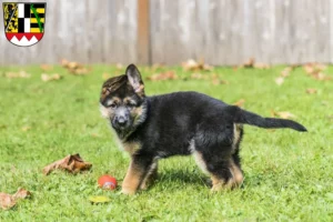 Mehr über den Artikel erfahren Schäferhund Züchter und Welpen in Oberfranken