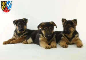 Mehr über den Artikel erfahren Schäferhund Züchter und Welpen in der Oberpfalz