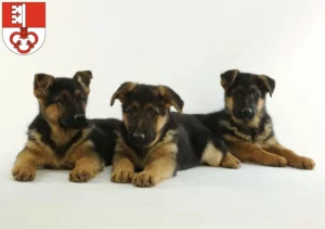 Mehr über den Artikel erfahren Schäferhund Züchter und Welpen in Obwalden