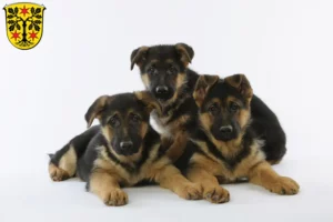 Mehr über den Artikel erfahren Schäferhund Züchter und Welpen im Odenwald