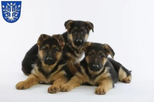 Mehr über den Artikel erfahren Schäferhund Züchter und Welpen in Offenbach am Main