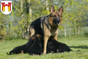 Mehr über den Artikel erfahren Schäferhund Züchter und Welpen in Offenburg